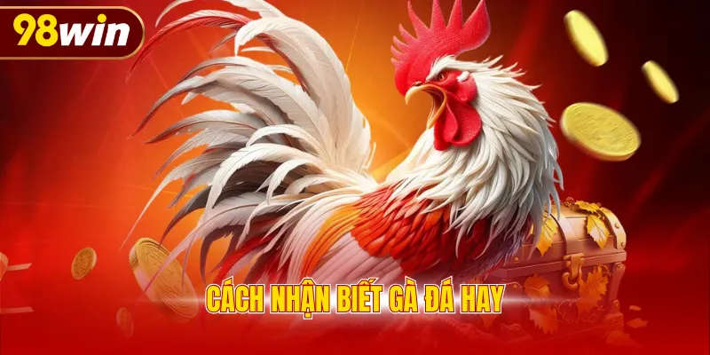 Cách nhận biết gà đá hay
