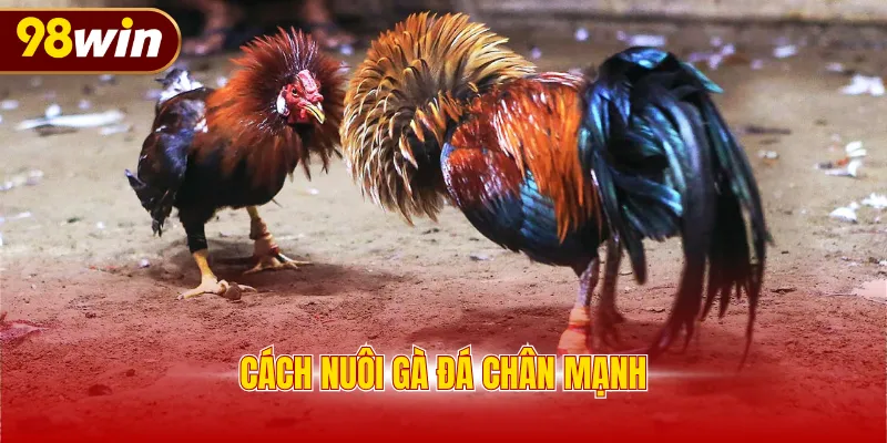 Cách nuôi gà đá chân mạnh