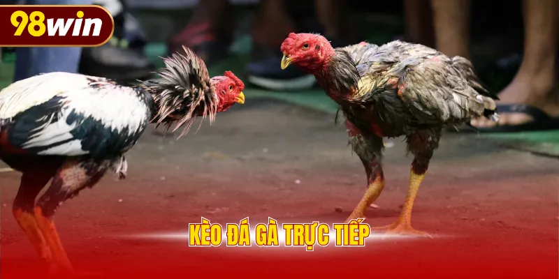 Kèo đá gà trực tiếp
